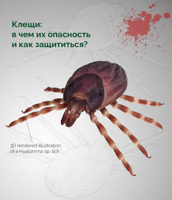 Клещи: в чем их опасность и как защититься? — Институт зоологии