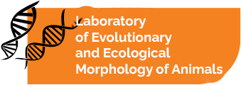 Laboratory of Evolutionary and Environmental Animal Morphology