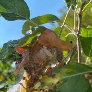 Insect pests of Sievers apple tree