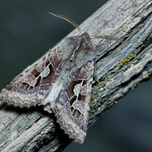 Perigrapha belyalovi