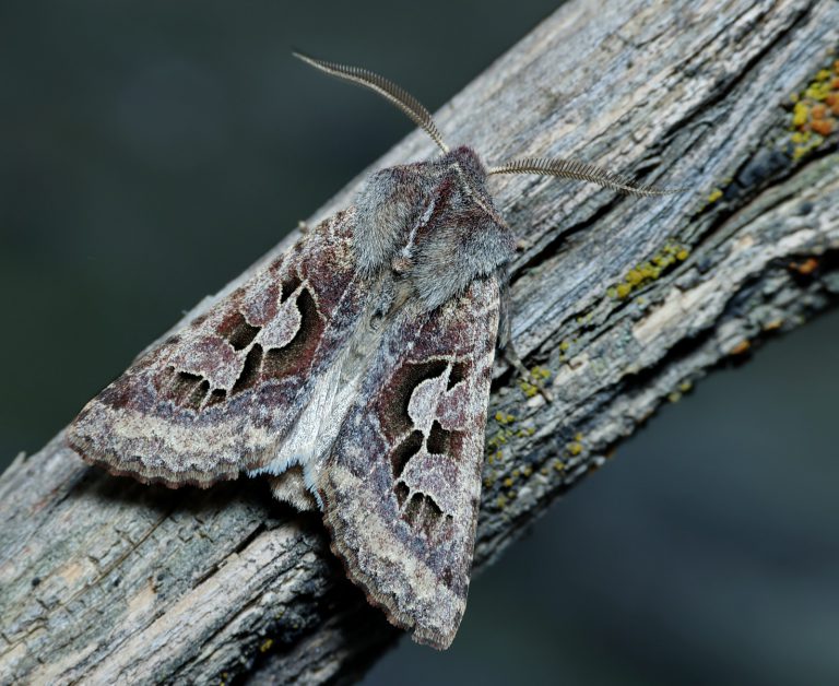 Perigrapha belyalovi