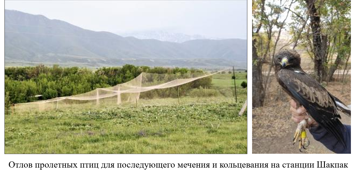 Шақпақ орнитологиялық станциясы