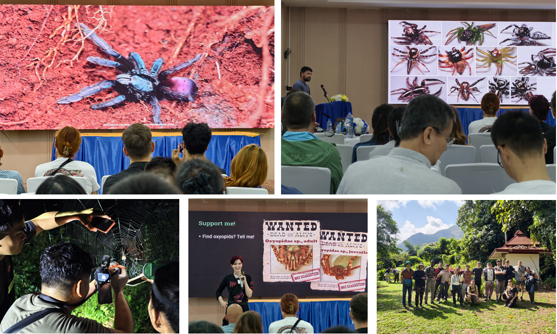 9-я Азиатская арахнологическая конференция в Лаосе, ноябрь 2025 г.