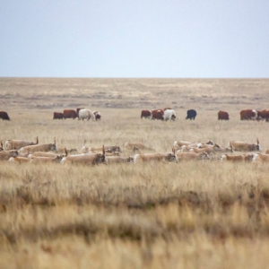 Сайгак в Казахстане