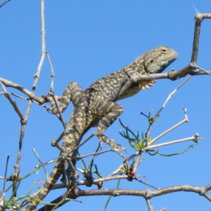 Uspekhi i problemy sovremennoy gerpetologii