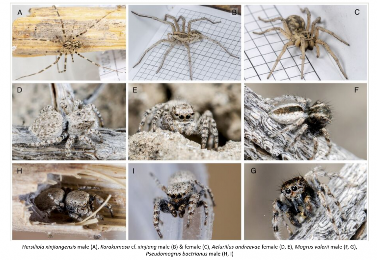 Арахнофауна Балхаш-Алакольского бассейна