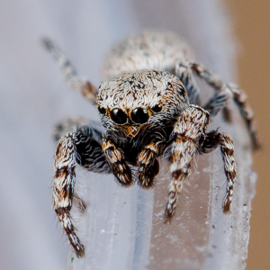 Pseudomogrus bactrianus (Andreeva, 1976)