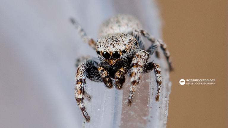 Pseudomogrus bactrianus (Andreeva, 1976)