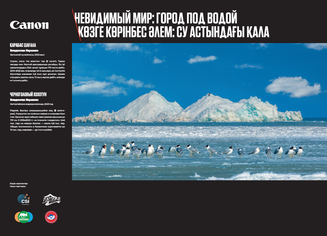 Қарабас шағала, фото Владимир Якушкин