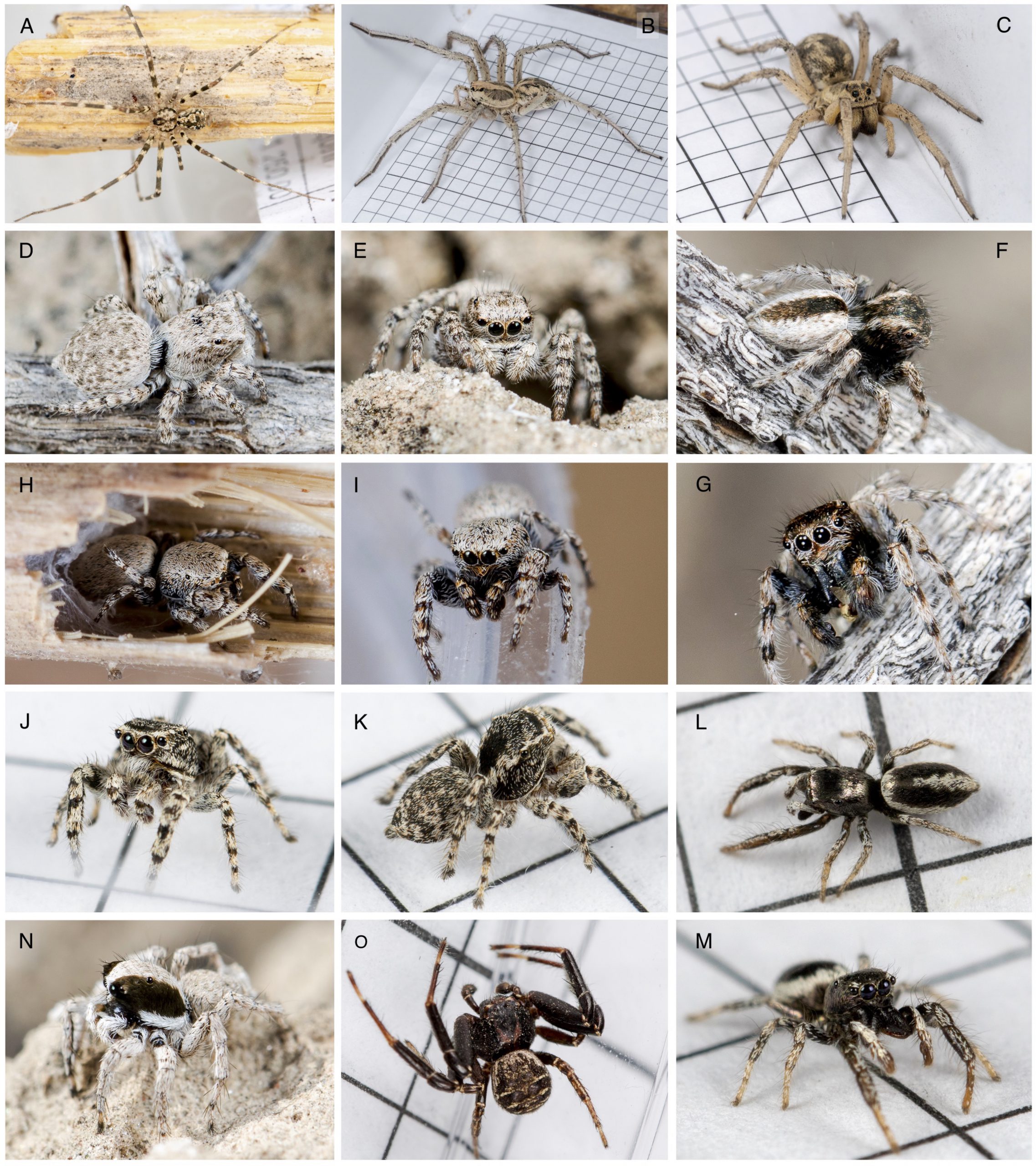 Внешний вид живых особей: самец Hersiliola xinjiangensis (A), самец Karakumosa cf. xinjiang (B) и самка (C), самка Aelurillus andreevae (D, E) и самец (N), самец Mogrus valerii (F, G), самец Pseudomogrus bactrianus (H, I), самец Pseudomogrus mirabilis (J, K), самец Salticus karakumensis (L, M), самец Xysticus pseudoluctuosus (O).