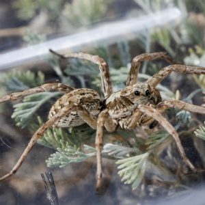 Новый род Desertosa