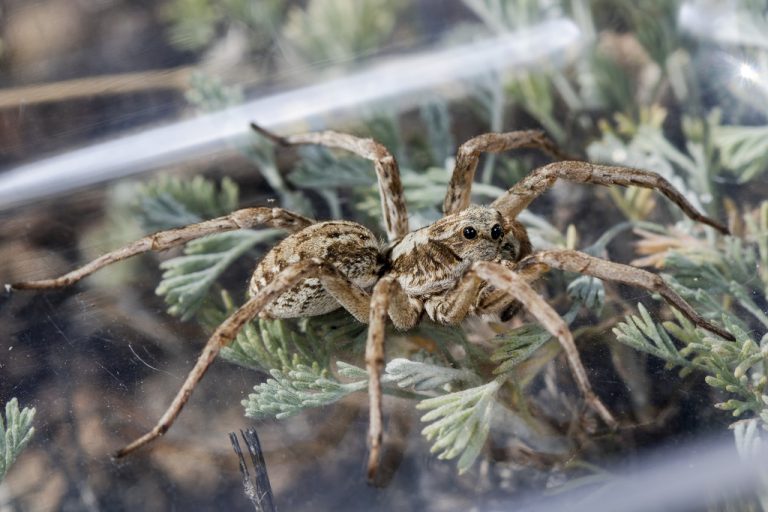 Новый род Desertosa