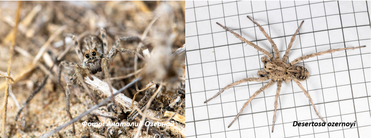 Desertosa ozernoyi - новый для науки вид пауков_Институт зоологии РК