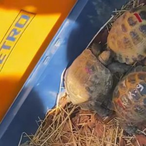 Институт зоологии - выпуск черепах