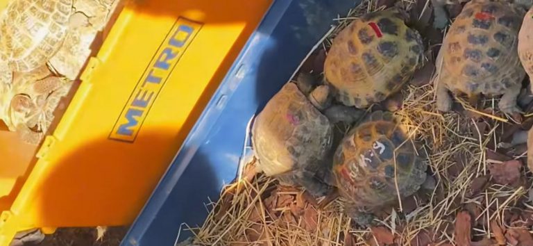 Институт зоологии - выпуск черепах