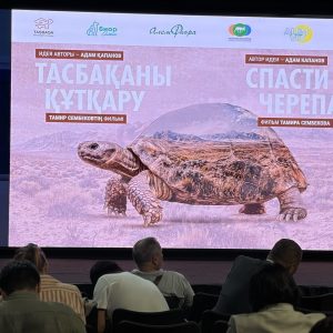 Спасти черепаху
