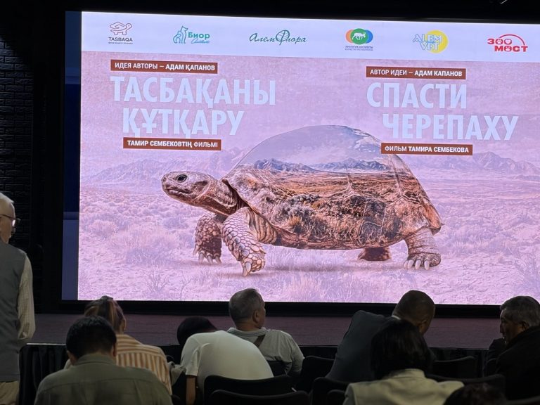 Спасти черепаху