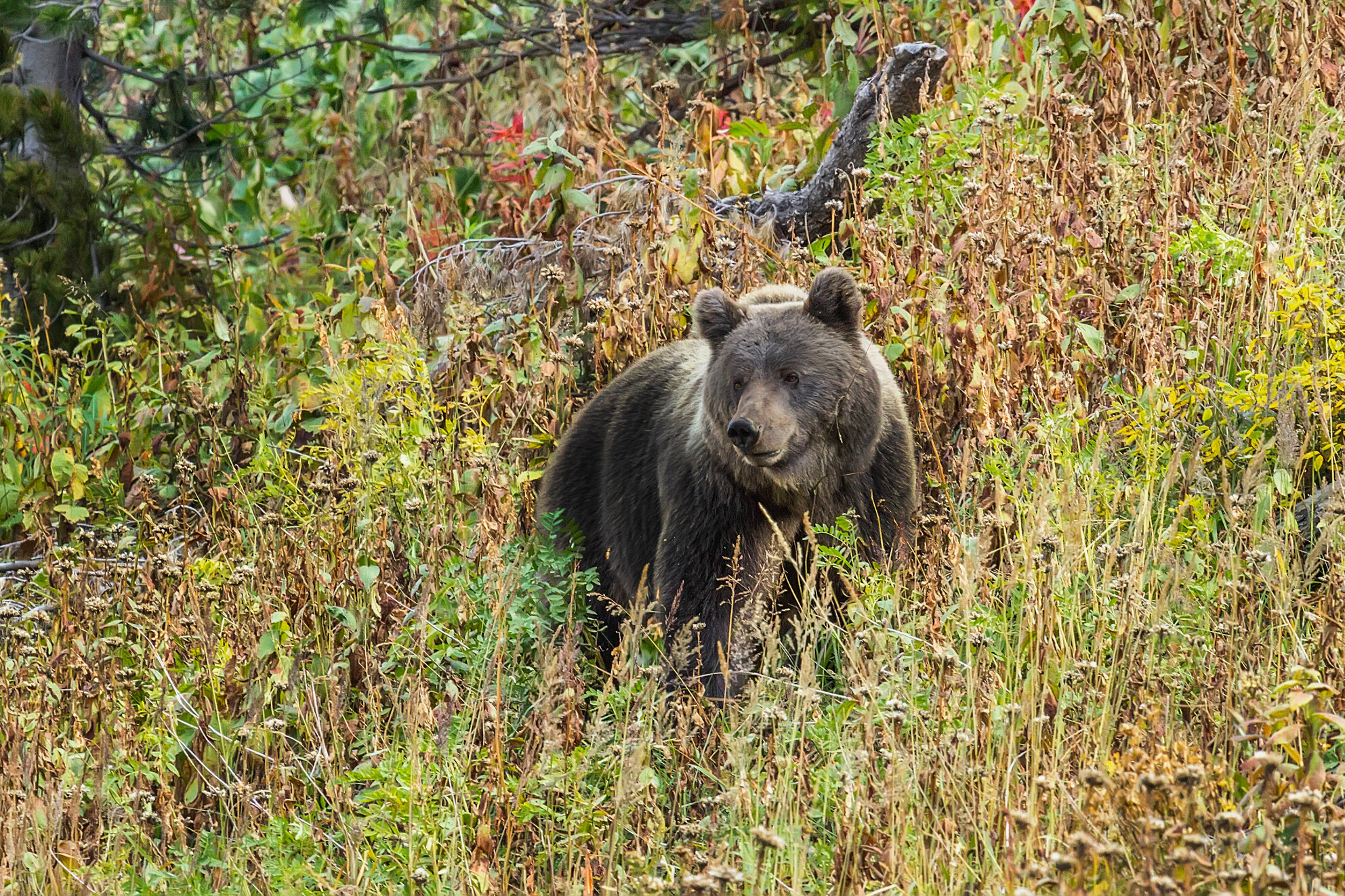 Восточно-сибирский бурый медведь ( Ursus arctos Collaris ) на Алтайском хребте на северо-востоке Казахстана. Фото Александра Клименко.