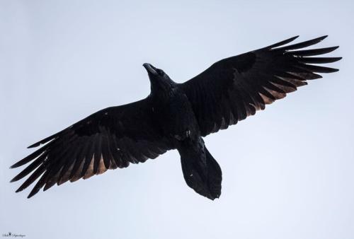 Corvus corax